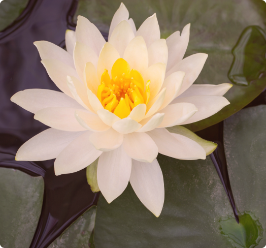 Fleur de lotus blanche sur l’eau, ambiance apaisante